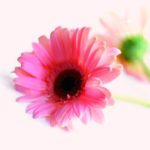 Hochzeitsfloristik Kirsten Brugger